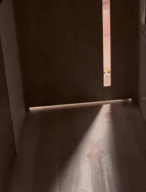 ガン見する猫