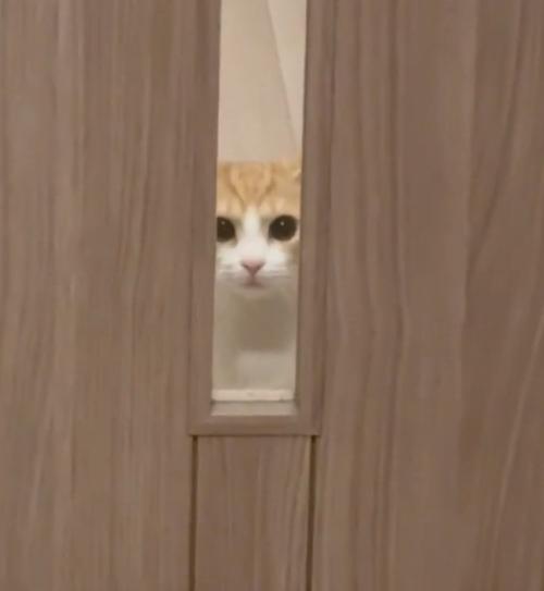 目を離さない猫