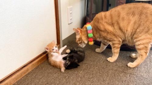ニャンプロ