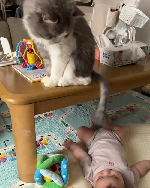 見下ろす猫