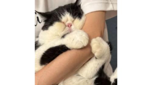 抱っこされている猫