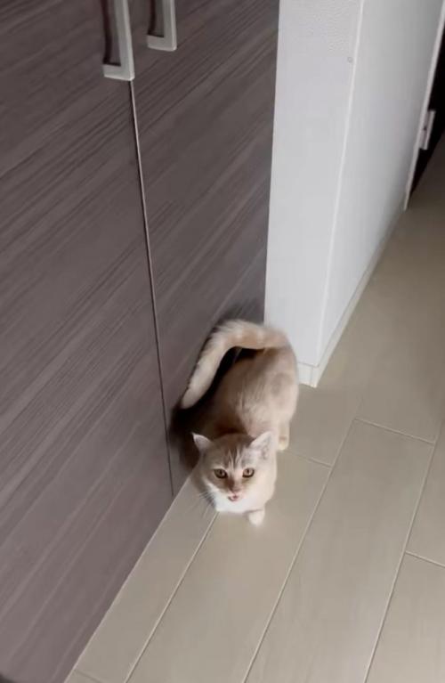 見上げる猫