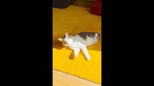キョトン顔