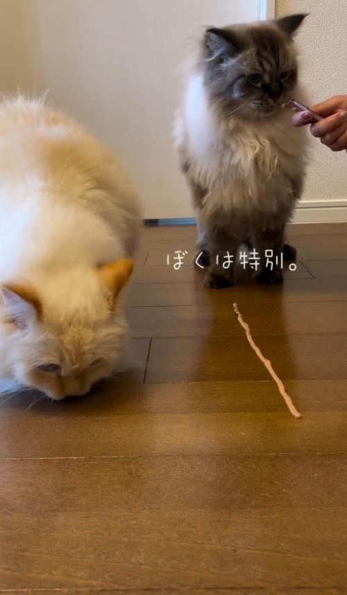 床を嗅ぐ白猫、飼い主さんからおやつをもらう黒っぽい猫