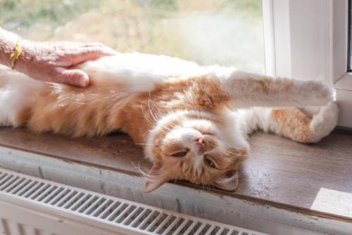 腕を伸ばす猫