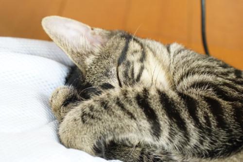 顔を隠す猫