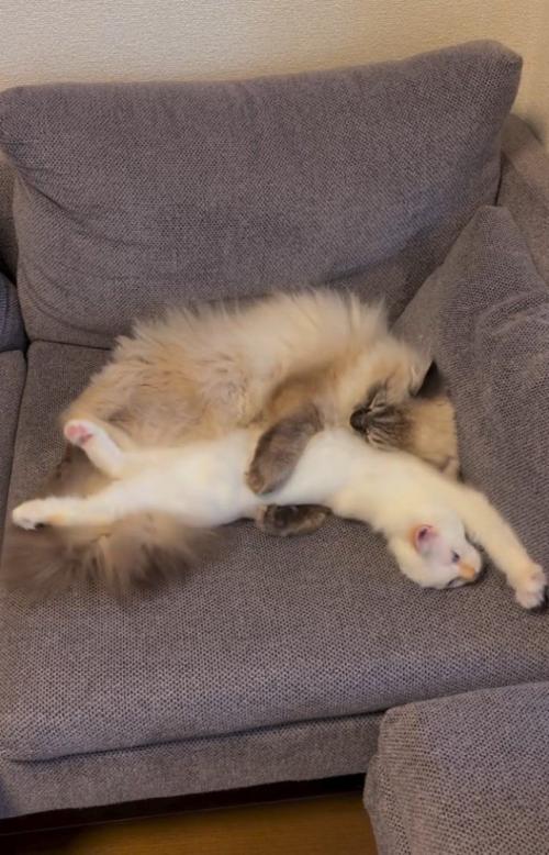 伸びる白猫と抱きかかえる猫