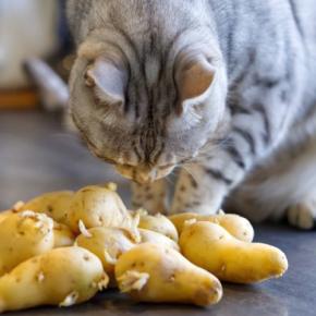 猫が食べると命に関わる『危ない野菜』4選　与えてはいけない理由や口にした場合の対処法