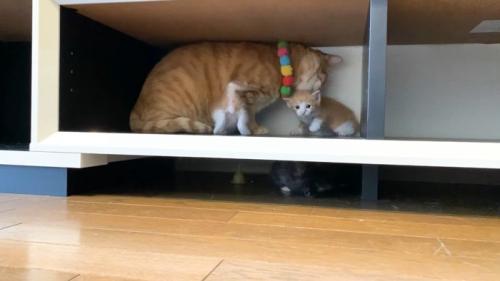 潜る子猫