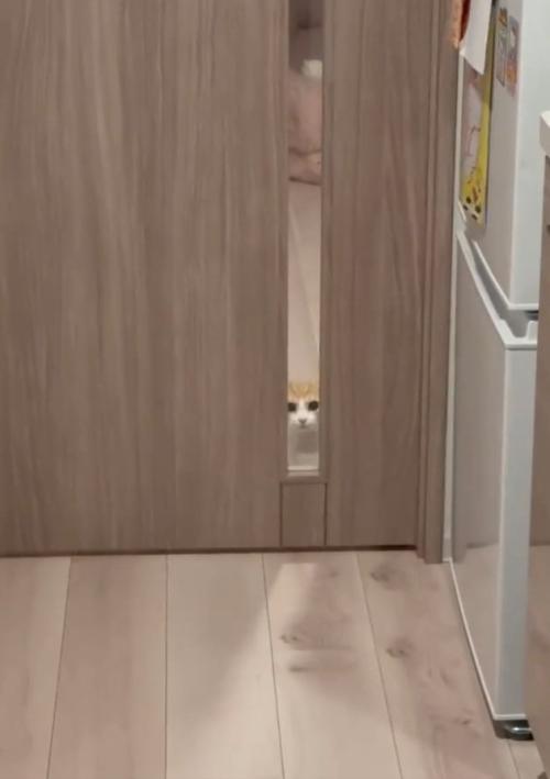 虚無顔の猫