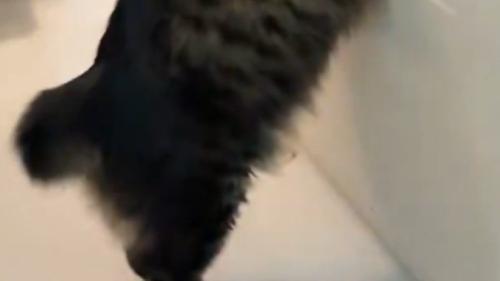 猫のおしりのアップ