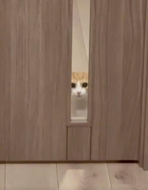 娘さんを見る猫
