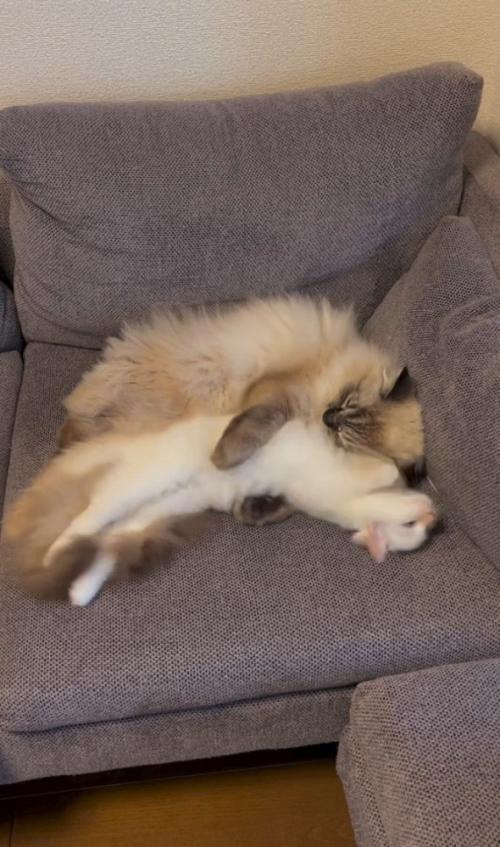 寝返りを打つ白猫と抱きかかえる猫