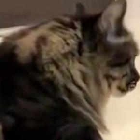 おしりが汚れてしまった猫→『お風呂場』に連れて行った結果…あまりにも賢い行動に2万いいね「いい子すぎる」「天才……！」と称賛の声