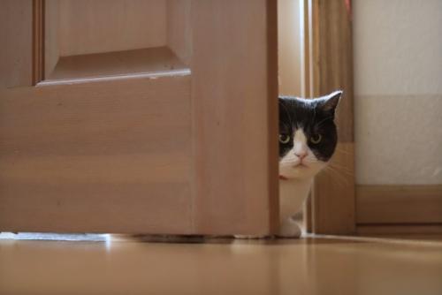 ドアの隙間から見つめる猫