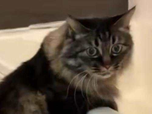 納得したような表情を浮かべる猫