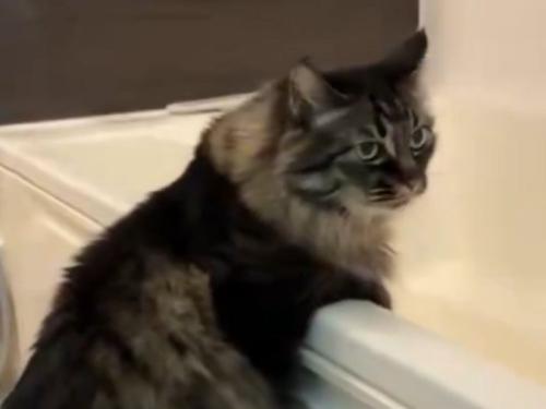 悟りきった猫の表情