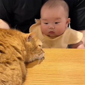 パパに甘えにきた猫→膝の上にいた赤ちゃんが手を伸ばして…予想外の『初めての瞬間』が16万再生「たまらん」「本当に癒されるｗ」