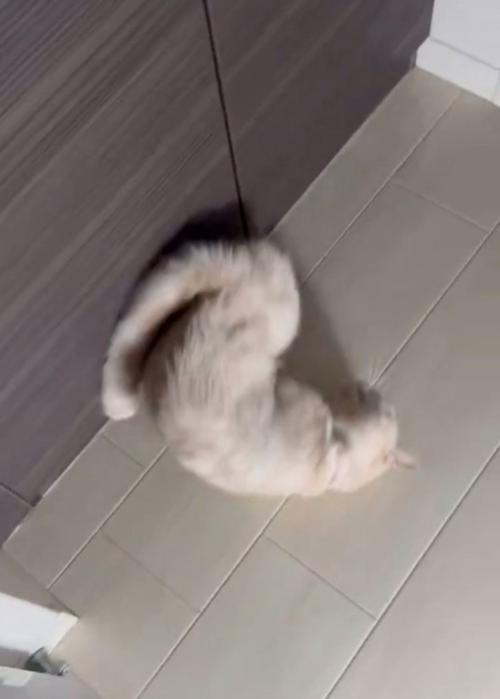寝転がる猫