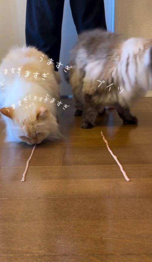 食べる白猫、飽きる黒っぽい猫