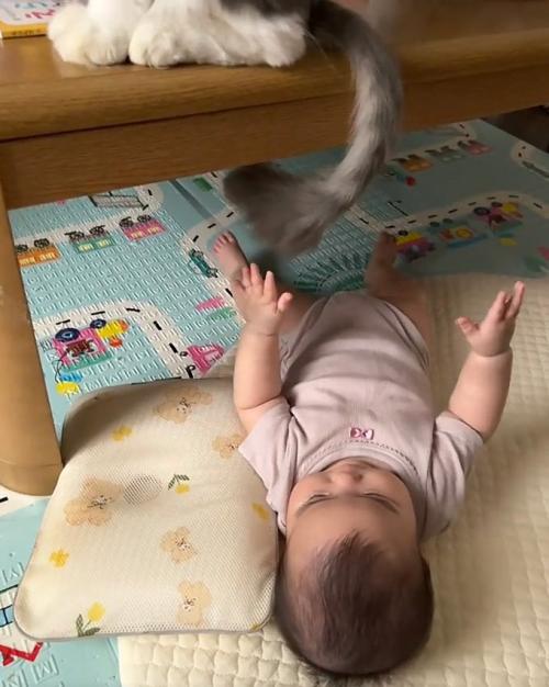 下げる猫
