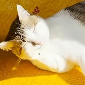 毛づくろい中の猫を撮影していたら、突然『綿毛』が出現…？まさかの瞬間に「思ってたより綿毛だったｗ」「永遠に見ていられるｗ」と18万再生