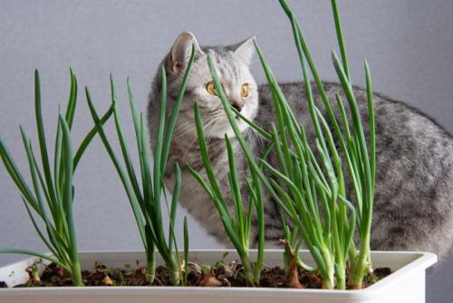 猫と戸棚