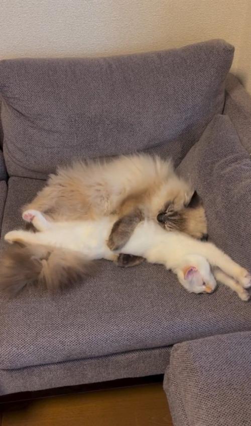 万歳する白猫と抱きかかえる猫