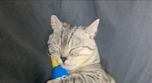 眠る猫の寝顔