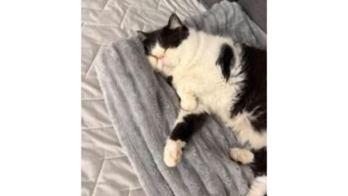 室内にいる猫