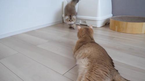 キャットトイレから出てミミさんのところに来る子猫
