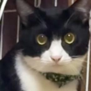 『かわいい』と言っただけなのに…猫がとった行動に爆笑する人が続出「獲物をロックオンした顔w」「夜中にめっちゃ笑ったw」と26万再生