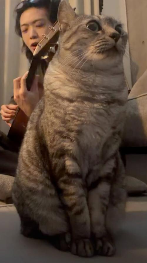 演奏を聴く猫のアップ
