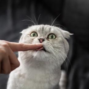 猫があなたのことを『舌で舐める』理由4つ 場所ごとに意味が違う?考えられる心理も解説