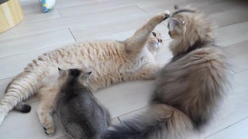 赤ちゃん猫にお乳を吸わせつつ子猫と遊ぶミミさん