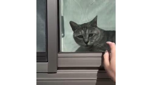 窓際の猫