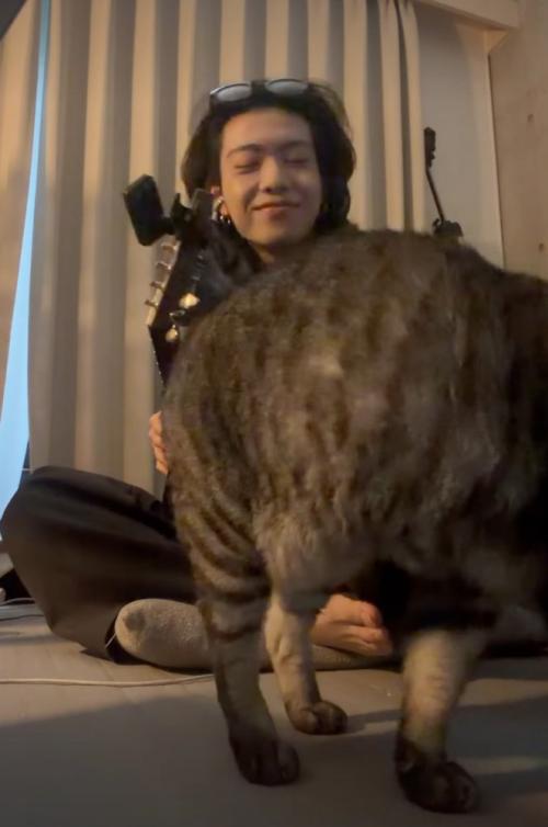 動き出した猫