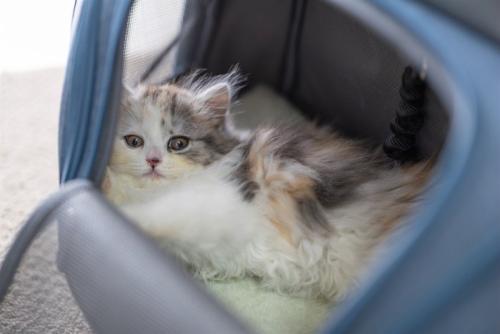 キャリーに入る猫