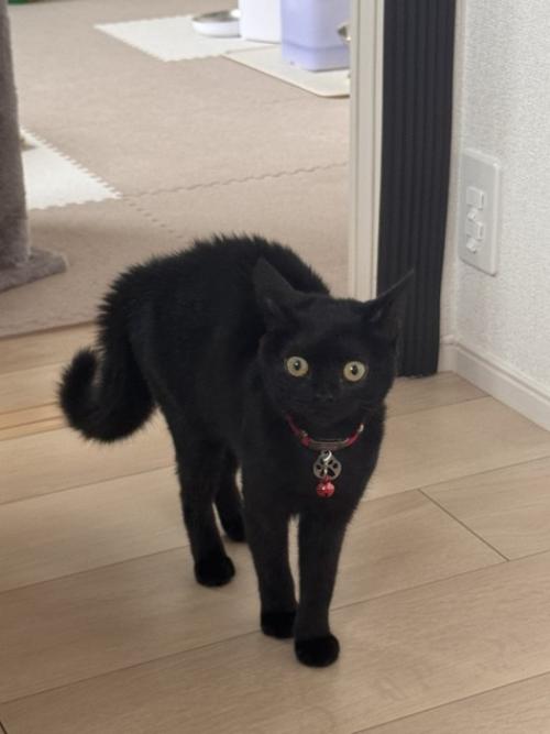 飼い主の元にやってきた黒猫の子猫