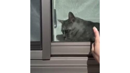窓際の猫