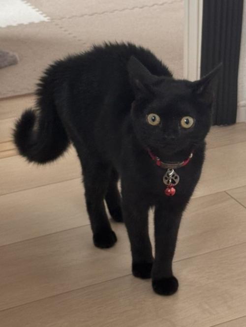 黒猫の子猫が驚いている様子