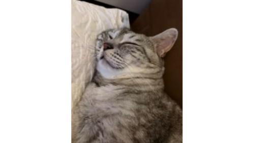 寝ている猫