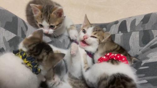 口を開ける子猫