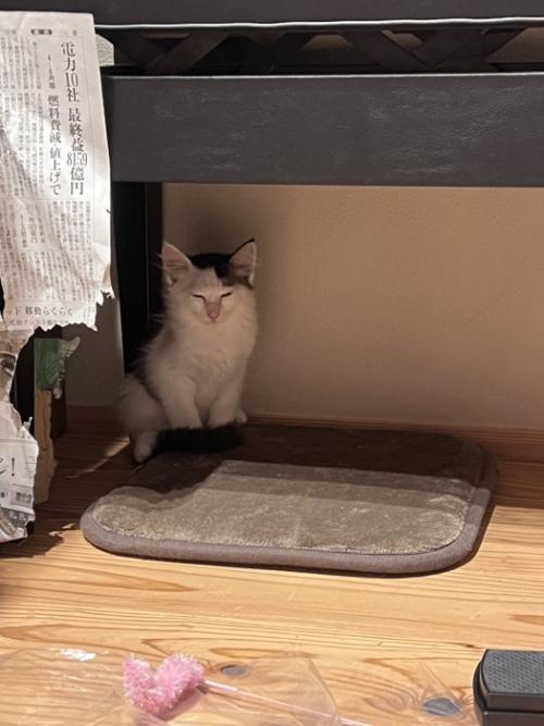 隅にいる子猫