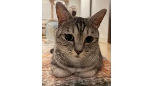 室内にいる猫