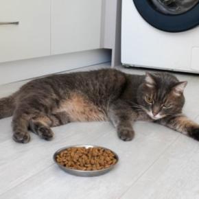 猫が『ごはんの好き嫌い』をするときの対処法5つ 選り好みする理由や見直したいポイントも