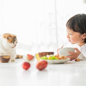 猫が自分が食べられると勘違いする『人の食べ物』4選 期待する理由や飼い主が注意すべきこと