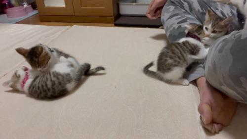 二組のニャンプロ
