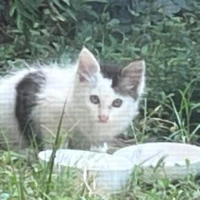 1年前、庭に現れた小さな子猫を保護したら…驚きの『現在の様子』に「想像以上に立派だったw」「すごい貫禄ついたねw」と35万表示