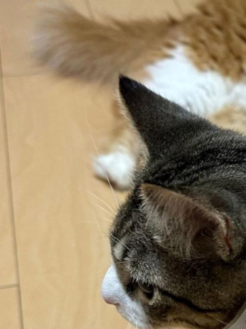 キジ白猫の頭部アップ